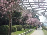 半木の径の桜