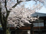 本隆寺の桜