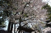 大谷本廟の桜