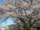 本隆寺の桜