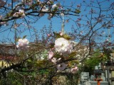 千本閻魔堂の桜