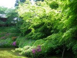 東福寺光明院の新緑