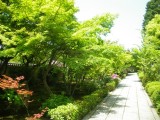 大徳寺芳春院の新緑