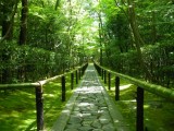 大徳寺高桐院の新緑