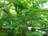 圓光寺の新緑