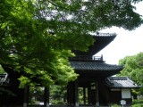 :建仁寺の新緑