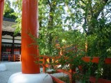 下鴨神社の萩