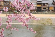 川端三条辺りの桜