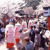 平野神社・桜花祭
