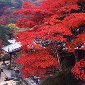 季節の光景...光明寺など 紅葉
