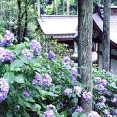 季節の光景...三千院・紫陽花