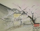 祇園白川桜