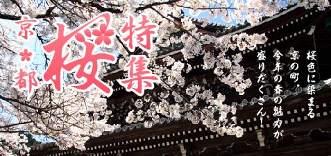 京都桜特集